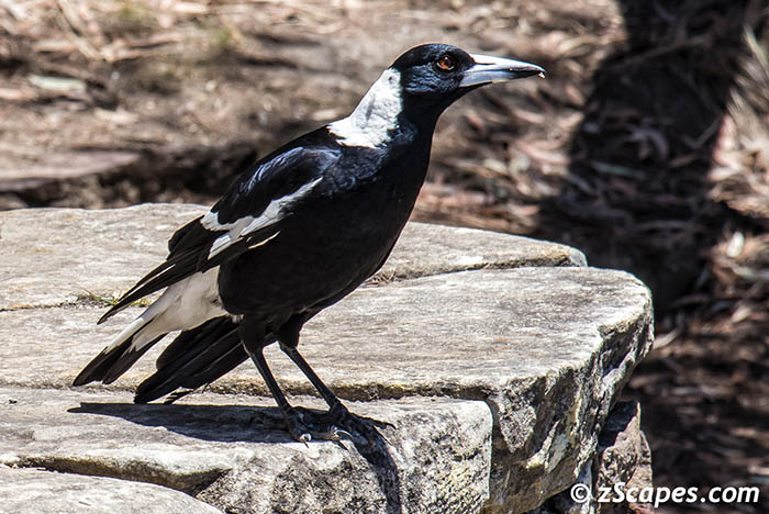 Australian Magpie 2019