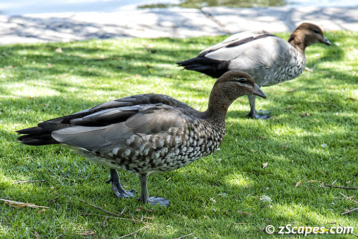 Australian Maned Duck 2019