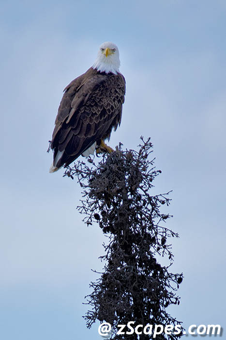 baldeagle-perched-anc12