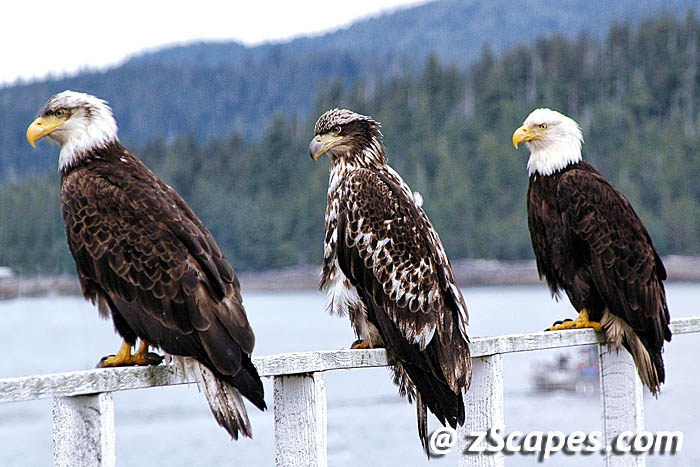 baldeagle-trio-ypr05