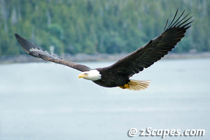 baldeagle-inflite-ypr05