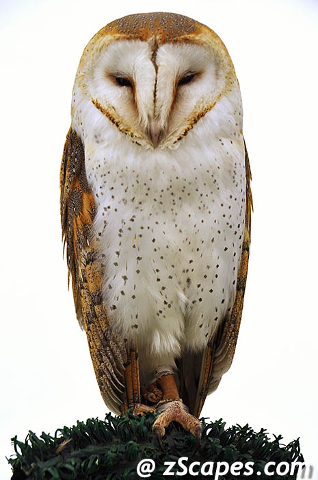 barnowl-lon10