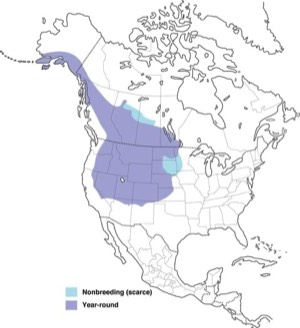 blackbilledmagpie-map