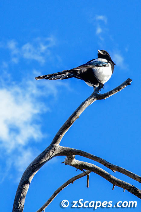 blackbilledmagpie-eyeturn-ysp23