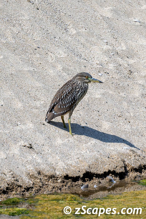 blackcrownednightheron-juvenile-hmb23