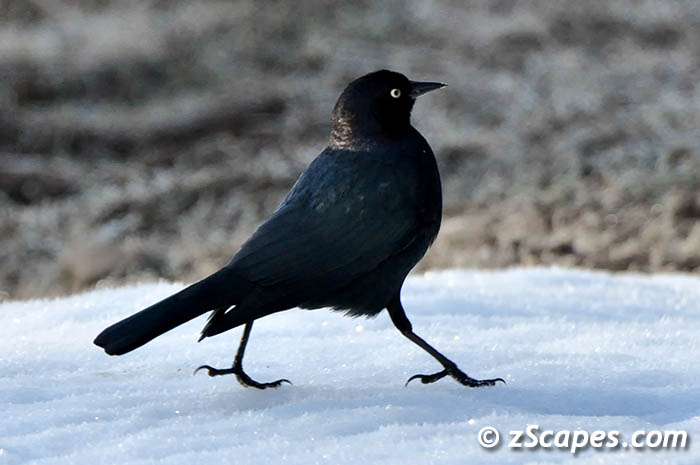 brewersblackbird-kmw10