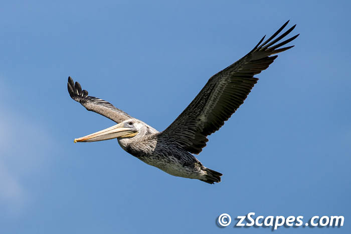 brownpelican-solo-sfb18