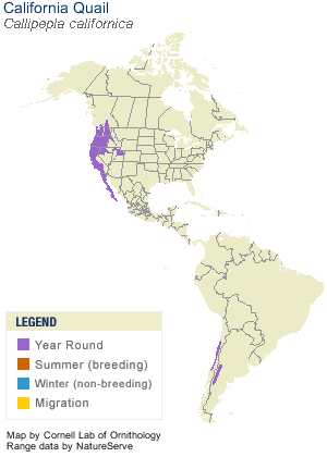 califquail-map