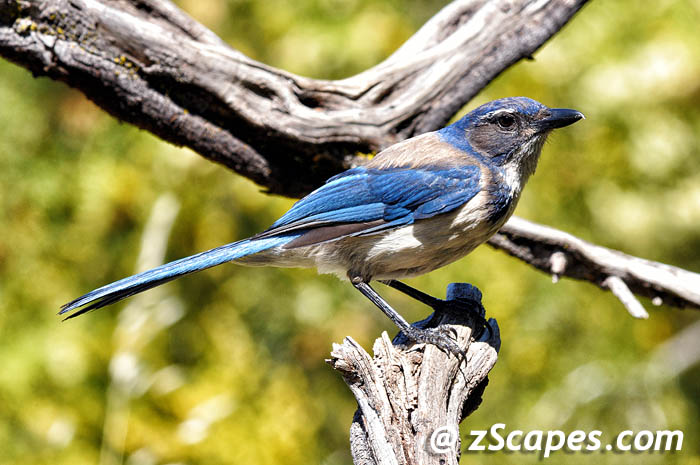 westernscrubjay-rrr11