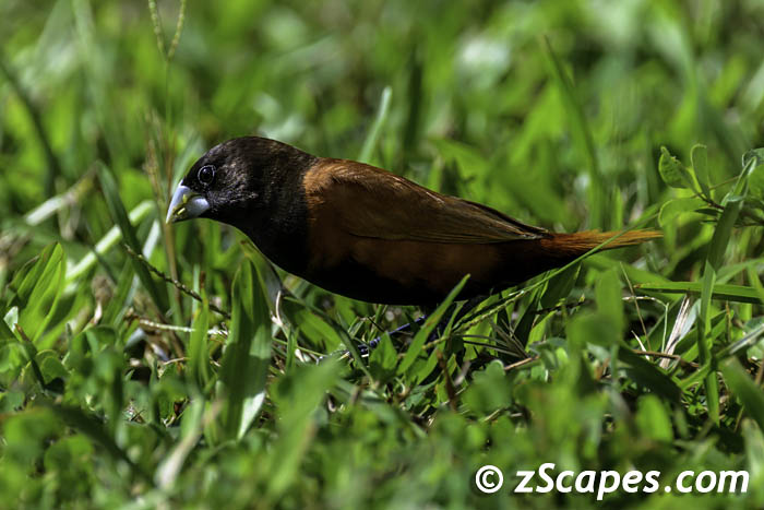 chestnutmunia-side-lih24