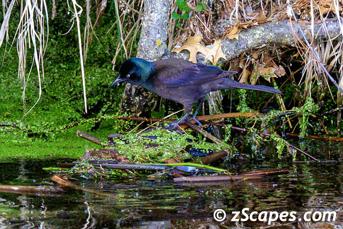 commongrackle-lcw23