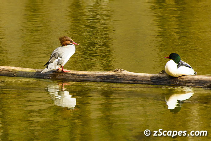 commonmerganser-paironlog-ynp14