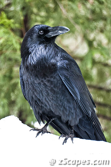 raven-ynp09