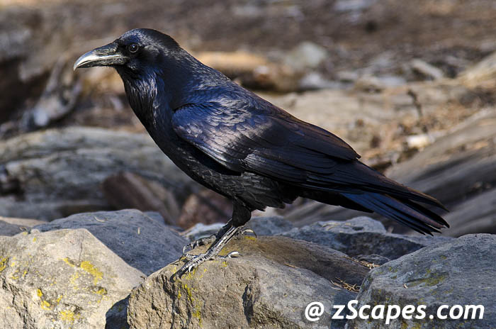 raven-juvenile-ynp12