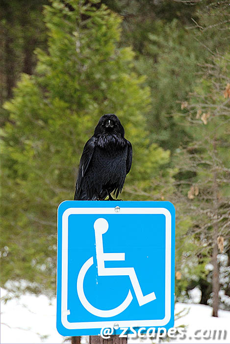 raven-hcapsine-ynp09