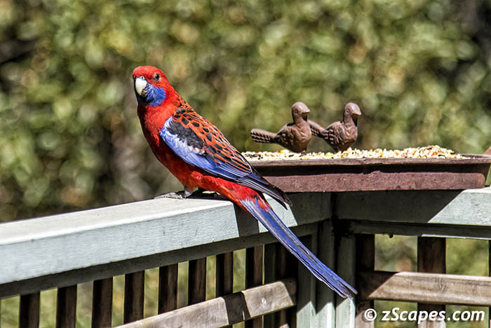 Crimson Rosella 2019