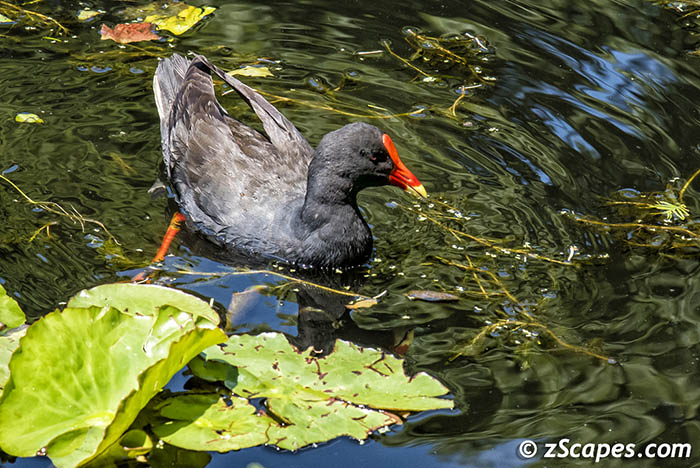 Dusky Moorhen 2019