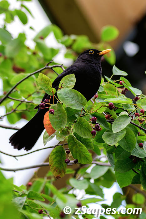 eurasianblackbirdl-lon23