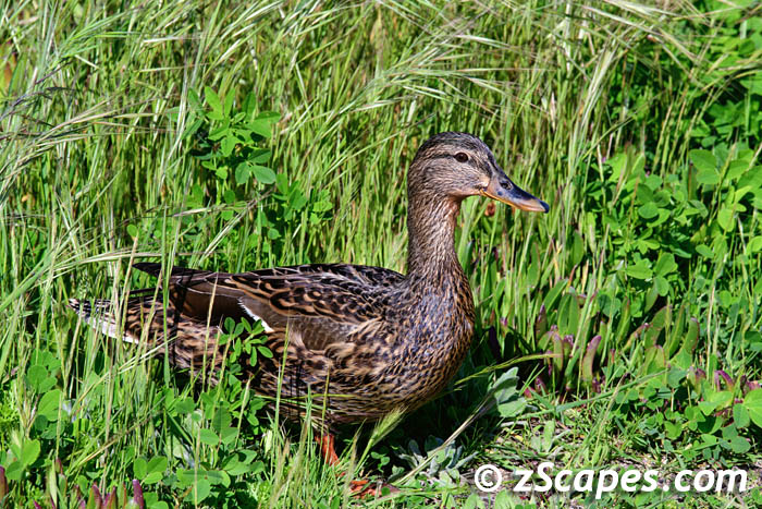 mallard-female.ingrass-oxr2303.d8-0841