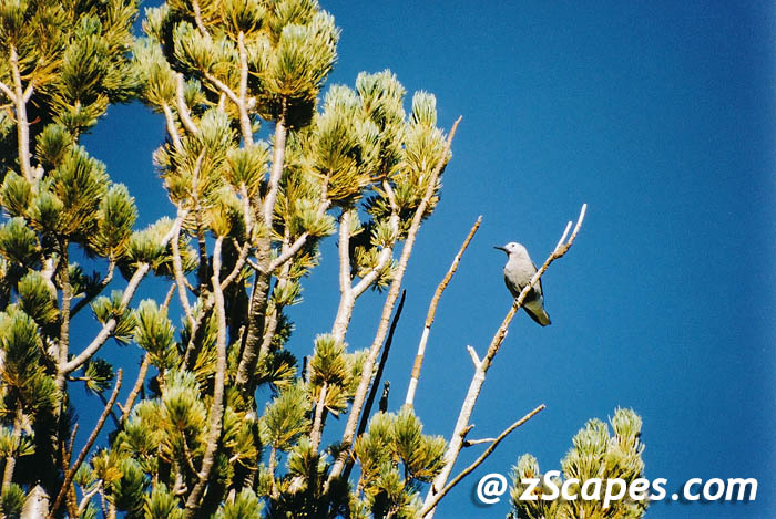 clarksnutcracker-emw03