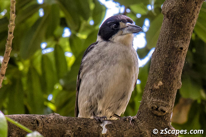 Gray Butcherbird 2019