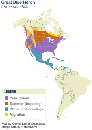 greatblueheron-range