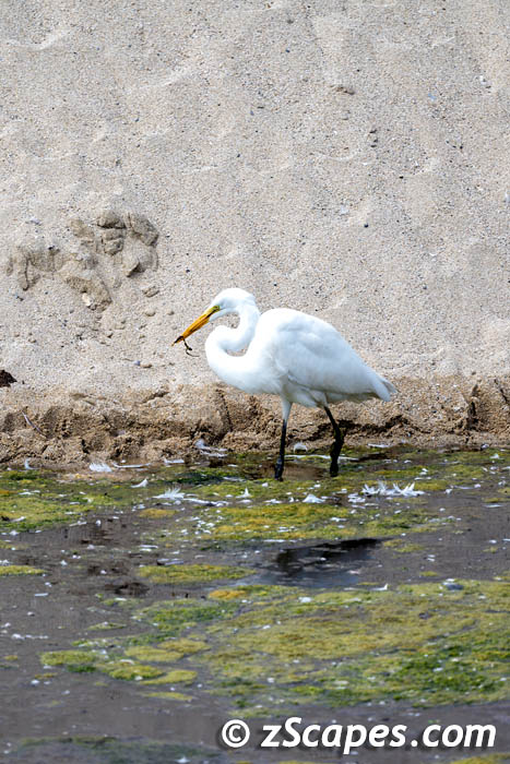 greategret-fishing-hmb23