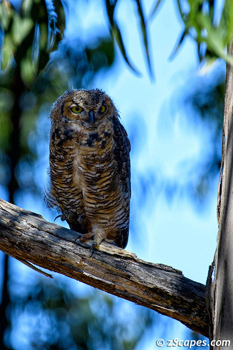 greathornedowl-inshade-hmb23