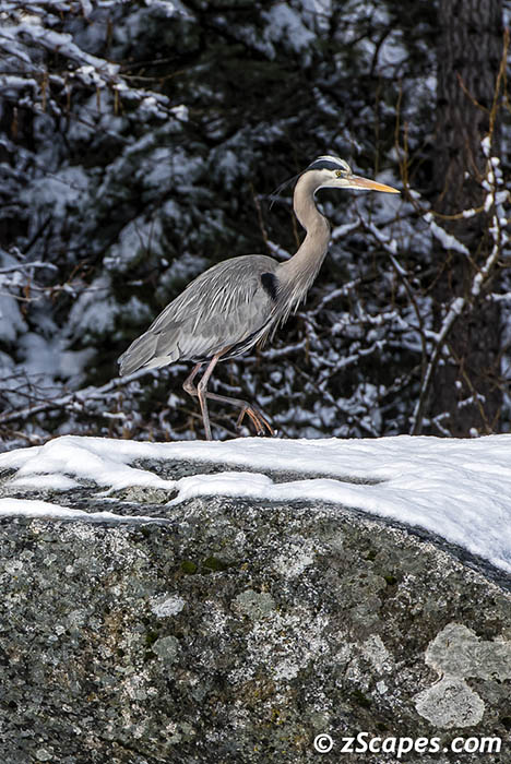 Great Blue heron 2019