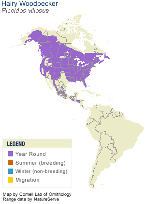 hairywoodpecker-map
