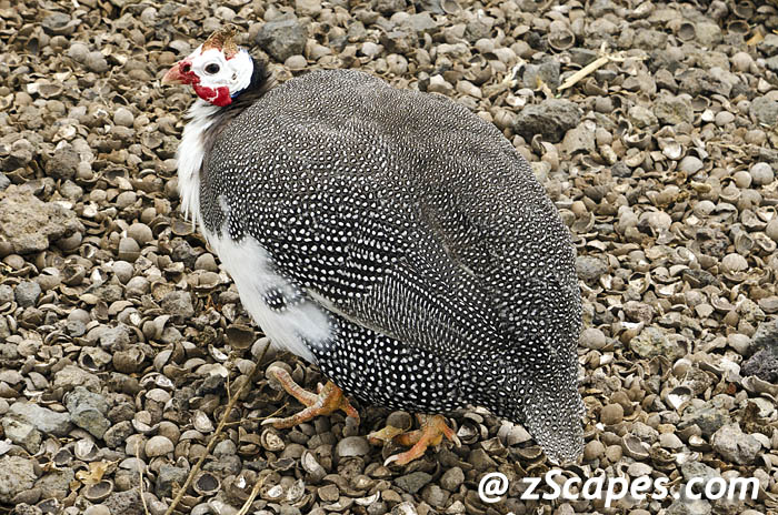 helmetedguineafowl-koa12