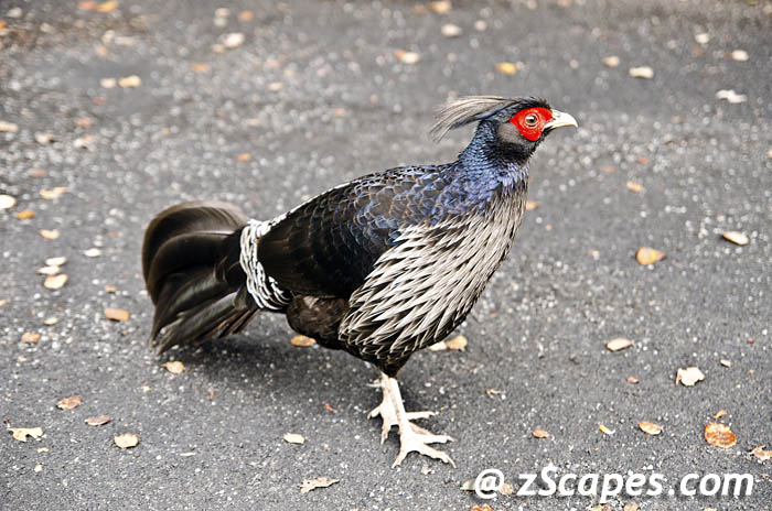 kalijpheasant-male-koa12