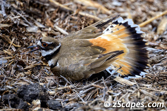 killdeer-alarmcolors-hmb23