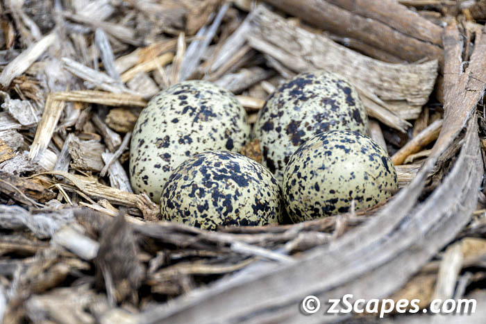 killdeer-nesteggs-hmb23