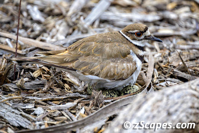 killdeer-onnest-hmb23