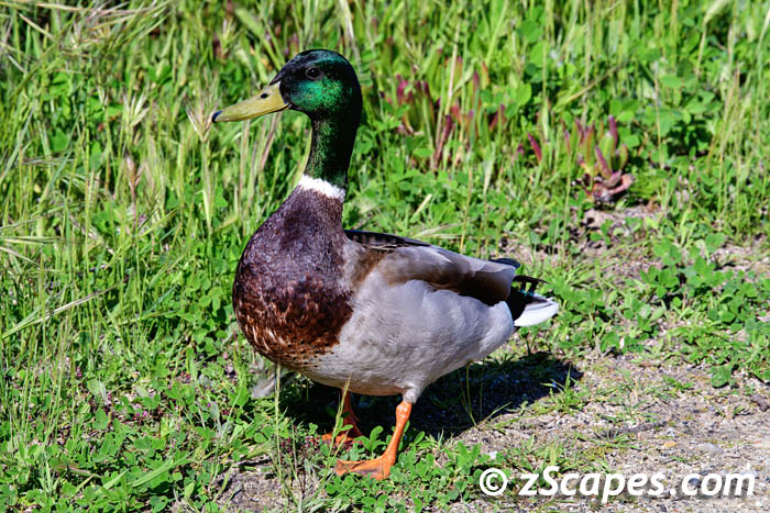 mallard-male.ingrass-oxr2303.d8-0850