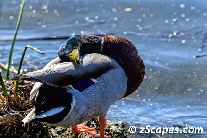 mallard-male.headrest-oxr2303.d8-0824