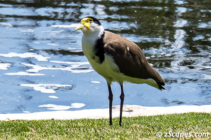 Masked Lapwing 2019