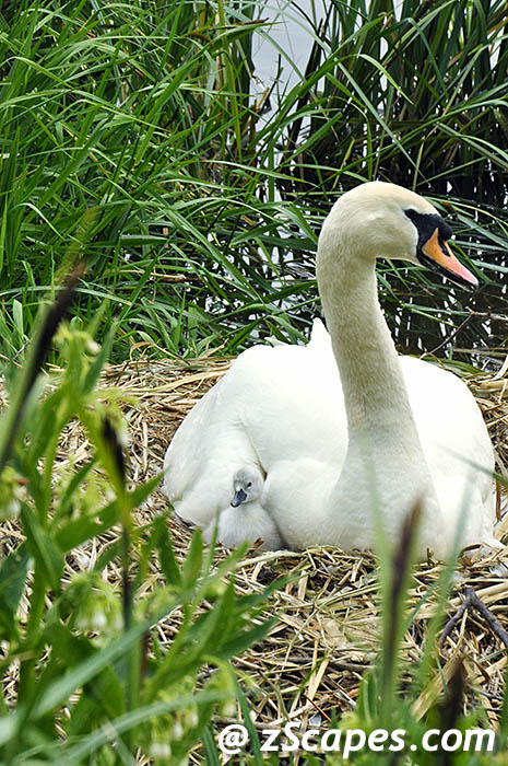 muteswan-wcygnet-lon10