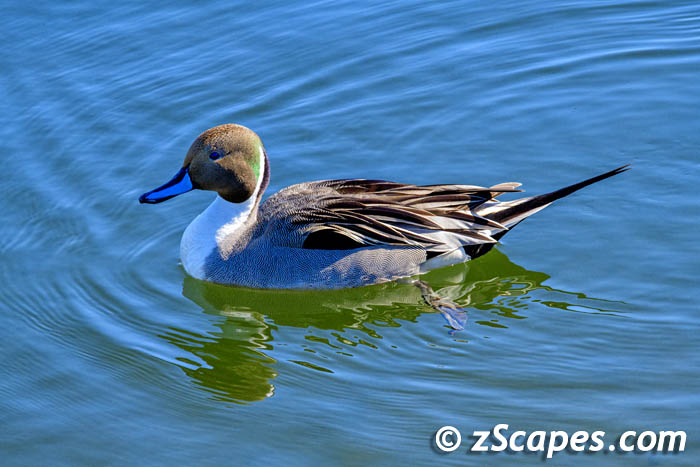 northernpintail-oxr23