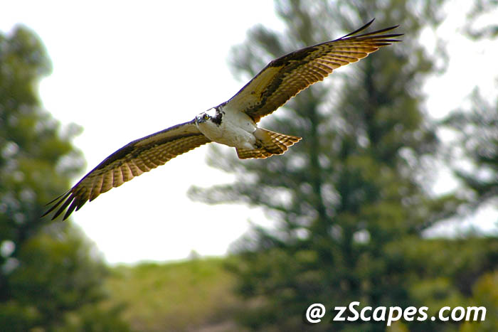 osprey-flite-ysp07