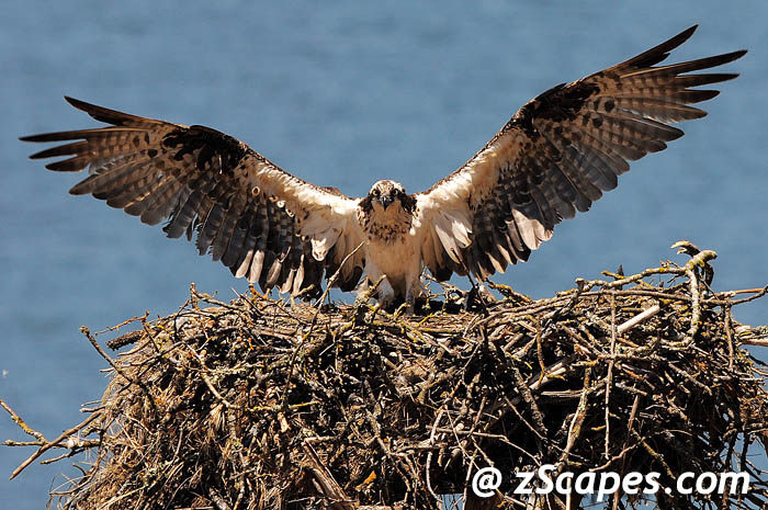 osprey-momwings-nmr11