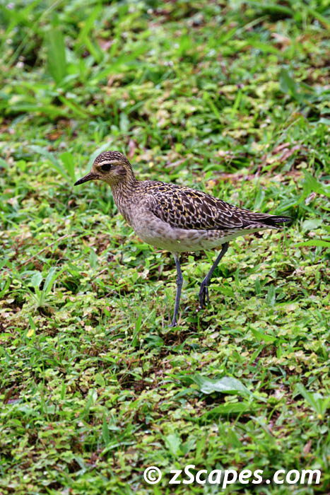 pacificgoldenplover.kolea-nonbredding-lih24