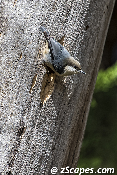 pygmynuthatch-hmb20