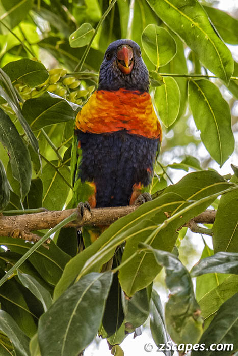 Rainbow Lorikeet 2019