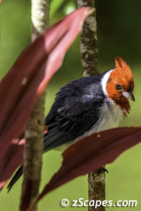 redcrestedcardinal-tileaves-lih24