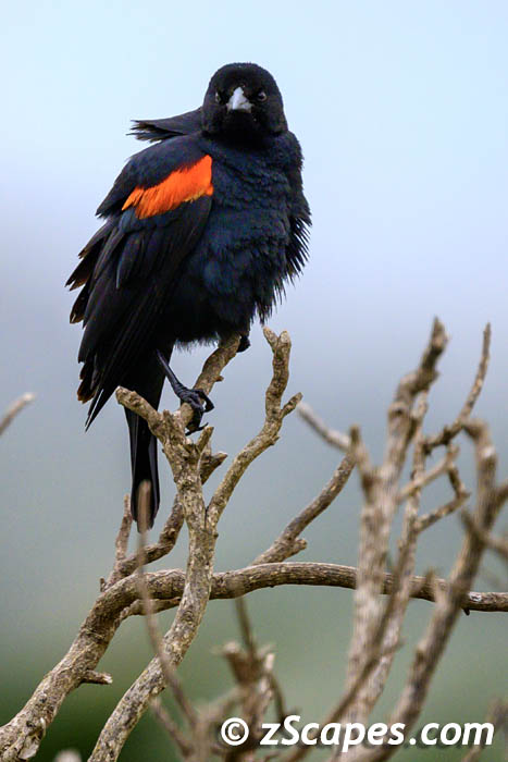 redwingblackbird-hmb23