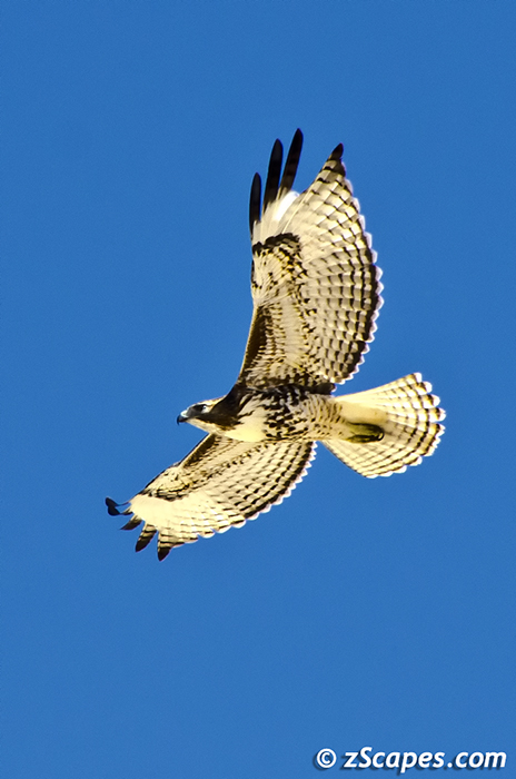 Rad Tail Hawk 2012