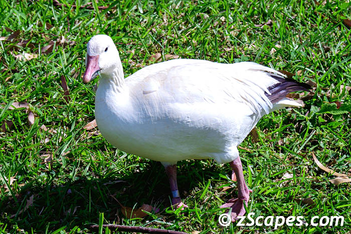 snowgoose-lih23