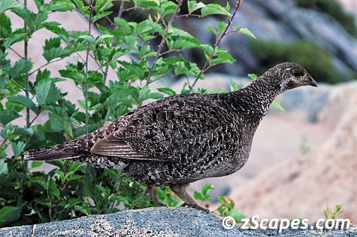 sootygrouse06-1-ynp0608